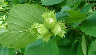hazelnut for the treatment of chronic prostatitis